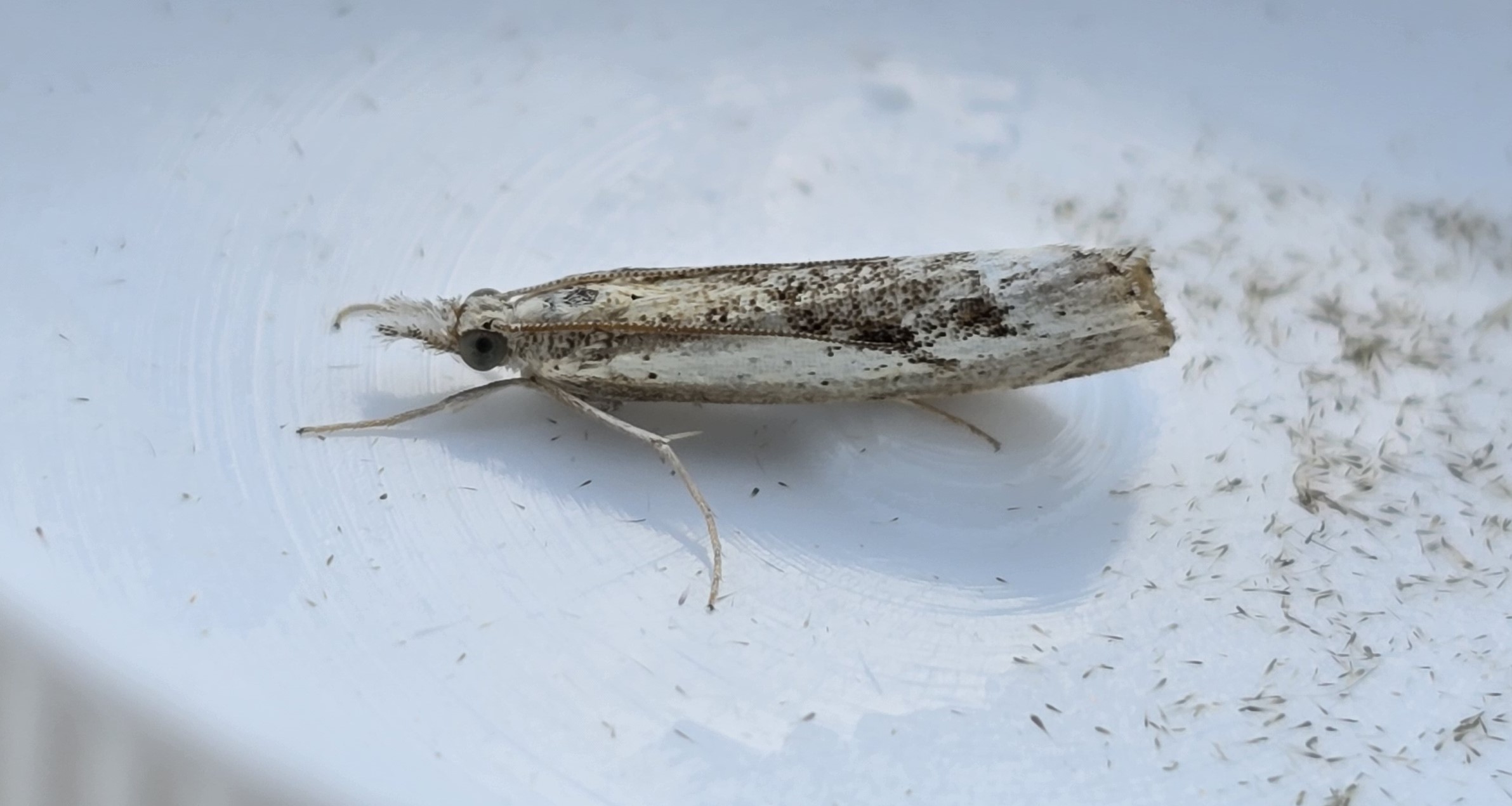 Photo of Agriphila tolli